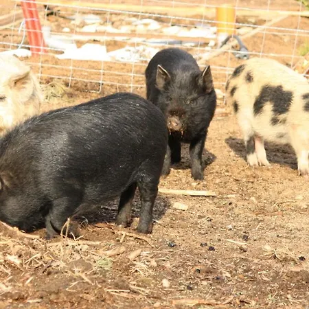 Glamping 럭셔리텐트 Hnacov